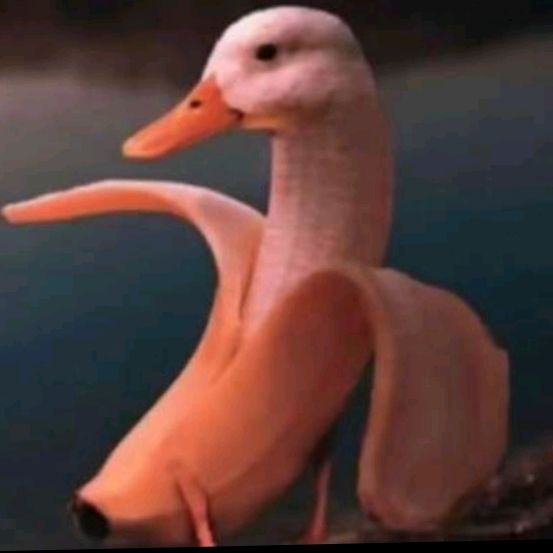 iangall - Tiktok Profile Picture of iangall (@iangall38) on Tiktok