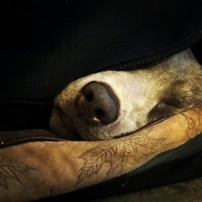 Frank Fleischmann - Twitter Profile Picture of Frank Fleischmann (@Feuertempler) on Twitter