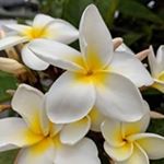 Profile Picture of Pam Wilkinson (@pam_wilks) on Instagram