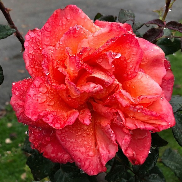 Profile Picture of Diana Nolen (@diana_nolen) on Poshmark