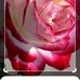 Profile Picture of Edna Eves (@edna.eves.71) on Facebook