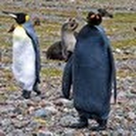 Profile Picture of Risa Maruyama (@reesahh) on Poshmark