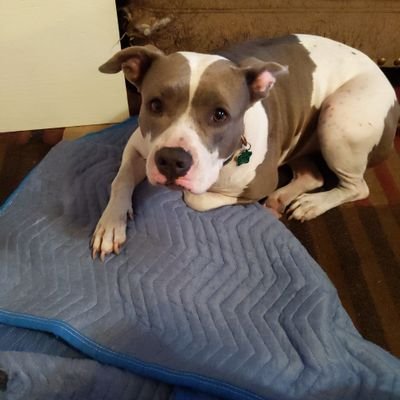 Profile Picture of Daniel Stange (@Tesesumi420) on Twitter