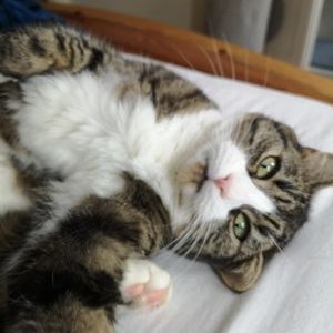 Profile Picture of Mike Cottam (@MikeCottam2) on Twitter