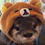 Profile Picture of BOMI KIM (@vioom) on Instagram