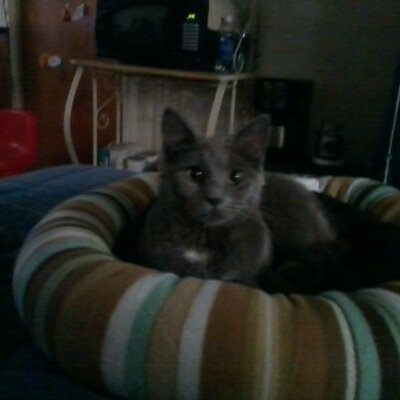 Profile Picture of Kathy Revis (@strt2theheart) on Twitter