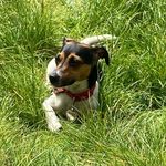 Profile Picture of Ruby the Jack Russell Beauty (@rubys_way2023) on Instagram