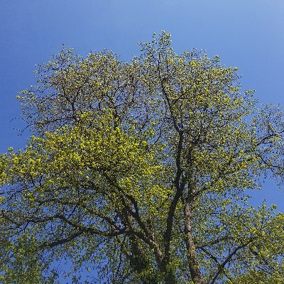 Profile Picture of Jasmine Stephens (@thejasstephens) on Twitter