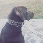 Profile Picture of Roux (@tapscottscagenflyingroux) on Instagram