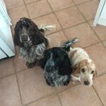 Profile Picture of Edward, Doris And Alice (@3_wise_spaniels) on Instagram