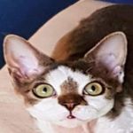 Profile Picture of Kate Jordan (@pacificdevonrex) on Instagram