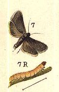 Profile Picture of Grapholitaon Wikipedia