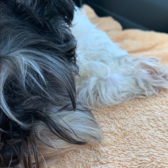 Profile Picture of Jose Corrales (@jacm997k) on Poshmark