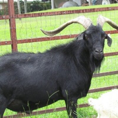 Profile Picture of Bruce Watkins (@@manifz) on Twitter