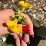 Brianna Vandemerwe - Instagram Profile Picture of Brianna Vandemerwe (@vandemerwebrianna) on Instagram