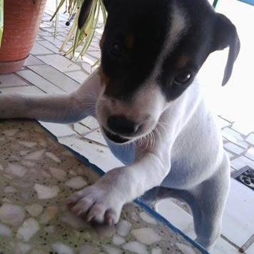 Profile Picture of Inácio José Grilo (@com_assas) on Twitter