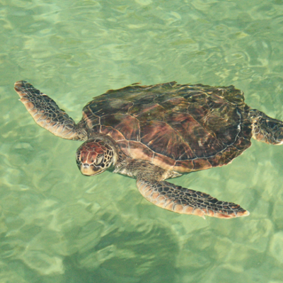 Profile Picture of Alison Bowen (@BaaBaa100) on Twitter