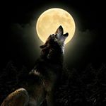 Profile Picture of Isaac Wolfe (@isaac.wolfe) on Instagram