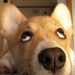Profile Picture of chenyi liu (@yangzhemin520) on Pinterest