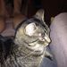 Profile Picture of Chris Risser (@chrisrisser) on Pinterest
