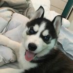 Profile Picture of Adam Shipman (@adam_shipman) on Instagram