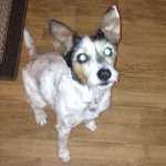 Profile Picture of sandra suesue peewee jr dupuy🐾 (@sandyhuntssquirrels) on Instagram