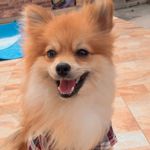 Profile Picture of Calvin Lima 🐶 (@calvin_lima_) on Instagram
