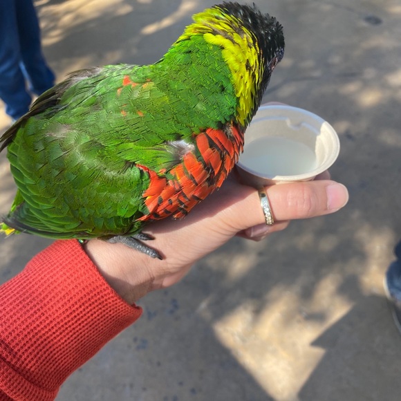 Profile Picture of Veronica Pichardo (@vpcontreras) on Poshmark