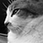 Profile Picture of tara striano (@Tiny - Dancer) on Flickr