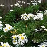 Profile Picture of Colleen Devoe (@colleendevoe) on Instagram