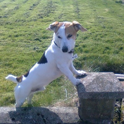 Profile Picture of Tracey Conkey (@ConkeyTracey) on Twitter