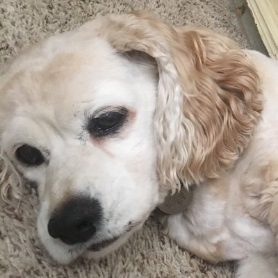 Profile Picture of Casey Sitton (@casey_sitton) on Twitter