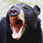 Profile Picture of Paul Drelick (@bear brook) on Flickr