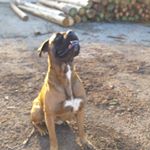 Profile Picture of Německý boxer Max (@kubova.karolina) on Instagram