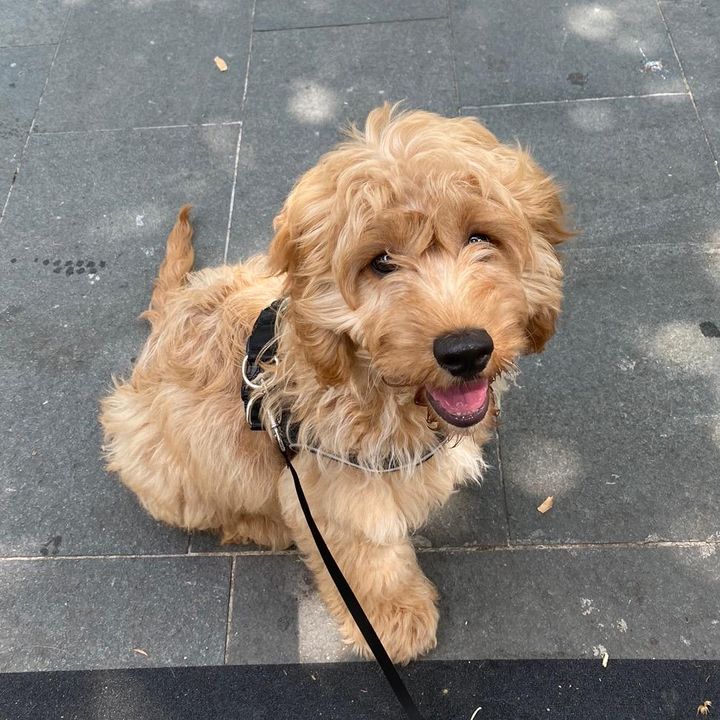 Profile Picture of benjamincapoo (@benjamincapoo) on Tiktok