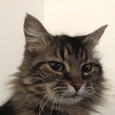 Profile Picture of Peepeepoopoo (@chris_holeman) on Twitter