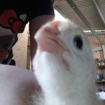 Profile Picture of Amber rose stanfield (@chickylala.09) on Instagram