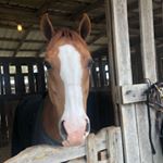 Profile Picture of Forrest Barton (@forrestthepony) on Instagram