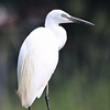 Profile Picture of LamLam Bab (@lamlambab) on Flickr