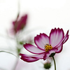 Profile Picture of Yongho Jung (@A-Sim) on Flickr