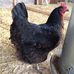 Profile Picture of Phyllis Torrey (@phyllis.torrey.7) on Facebook