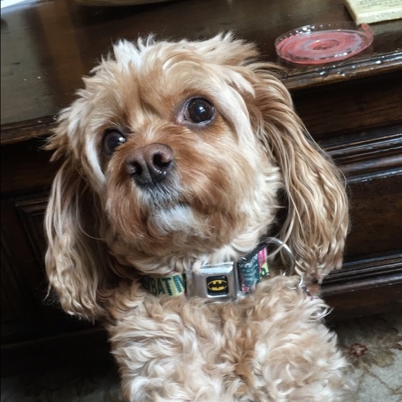 Profile Picture of Sydney Scorza (@se01) on Poshmark