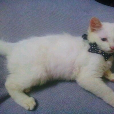 Profile Picture of Jeffrey (@JeffreyShing) on Twitter