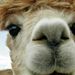 Profile Picture of Llama Chameleon (@LlamaChameleon) on Pinterest