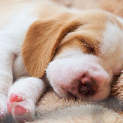 Profile Picture of Jeff Cariño (@jeff_carino) on Twitter