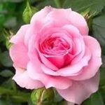 Profile Picture of Jill Mills (@jill.mills.560) on Instagram