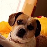 Profile Picture of Maleya Birkenshaw-Ragor (@maleya_offical) on Instagram