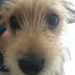 Profile Picture of Robbie_Smith (@robbiesmith55) on Instagram