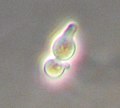 Profile Picture of Mating of yeaston Wikipedia
