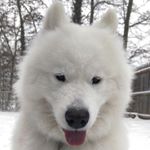 Profile Picture of Jimmy Fallon Pucci (@jimmyfallon_thedog) on Instagram